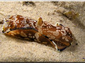 LoxPix Sub-Aqua Image