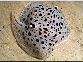 LoxPix Sub-Aqua Image