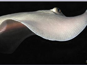 LoxPix Sub-Aqua Image