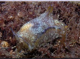 LoxPix Sub-Aqua Image