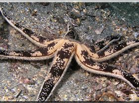 LoxPix Sub-Aqua Image