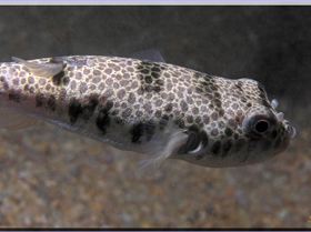 LoxPix Sub-Aqua Image