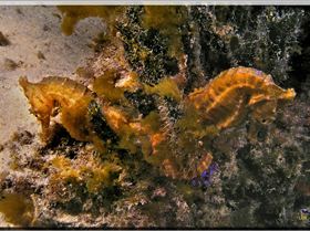 LoxPix Sub-Aqua Image