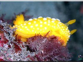 LoxPix Sub-Aqua Image