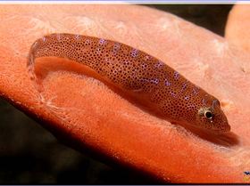 LoxPix Sub-Aqua Image