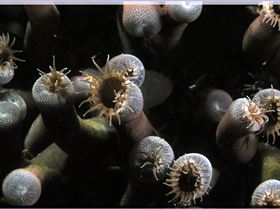 LoxPix Sub-Aqua Image