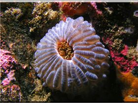 LoxPix Sub-Aqua Image