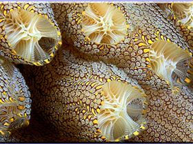 LoxPix Sub-Aqua Image