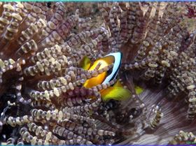 LoxPix Sub-Aqua Image