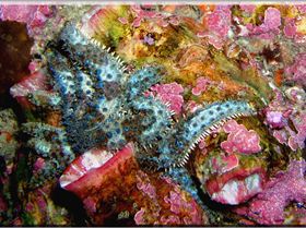 LoxPix Sub-Aqua Image