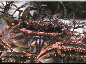 LoxPix Sub-Aqua Image