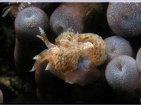 LoxPix Sub-Aqua Image