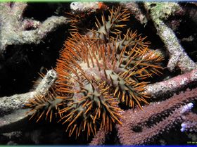 LoxPix Sub-Aqua Image