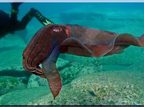 LoxPix Sub-Aqua Image