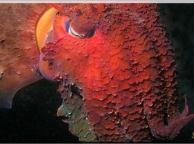 LoxPix Sub-Aqua Image