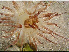 LoxPix Sub-Aqua Image