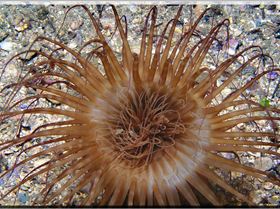 LoxPix Sub-Aqua Image