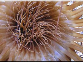 LoxPix Sub-Aqua Image