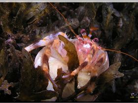 LoxPix Sub-Aqua Image