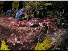 LoxPix Sub-Aqua Image