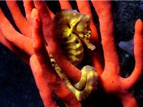 LoxPix Sub-Aqua Image