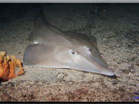 LoxPix Sub-Aqua Image