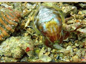 LoxPix Sub-Aqua Image