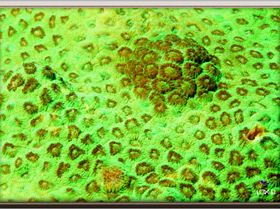 LoxPix Sub-Aqua Image