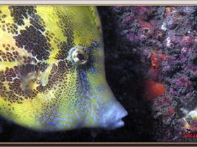 LoxPix Sub-Aqua Image