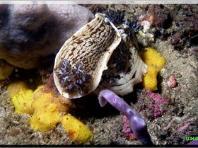 LoxPix Sub-Aqua Image