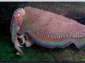 LoxPix Sub-Aqua Image