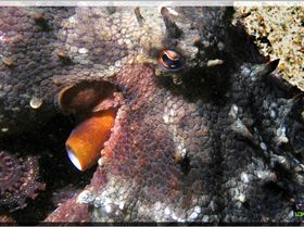 LoxPix Sub-Aqua Image