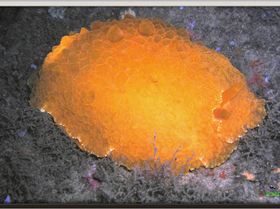 LoxPix Sub-Aqua Image