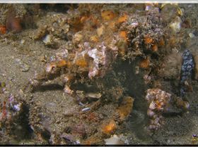 LoxPix Sub-Aqua Image