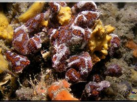 LoxPix Sub-Aqua Image