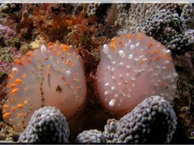 LoxPix Sub-Aqua Image