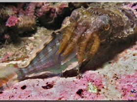 LoxPix Sub-Aqua Image