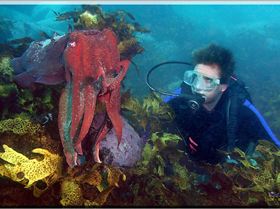 LoxPix Sub-Aqua Image