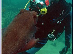 LoxPix Sub-Aqua Image