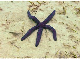 LoxPix Sub-Aqua Image