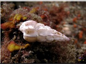 LoxPix Sub-Aqua Image