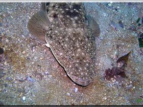 LoxPix Sub-Aqua Image