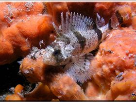 LoxPix Sub-Aqua Image