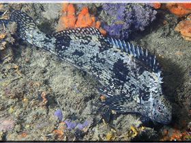 LoxPix Sub-Aqua Image