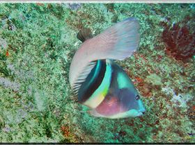 LoxPix Sub-Aqua Image