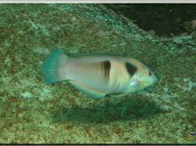 LoxPix Sub-Aqua Image