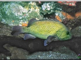 LoxPix Sub-Aqua Image