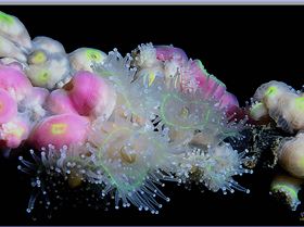 LoxPix Sub-Aqua Image