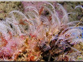 LoxPix Sub-Aqua Image