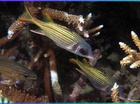 LoxPix Sub-Aqua Image